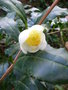 vignette Camellia sinensis var. assamica