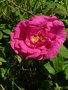 vignette Rosa gallica 'officinalis' = Rosa gallica 'semi-duplex' = Rosa gallica 'plena', Rose des Apothicaires, Rose de Provins, Red Rose of Lancaster