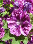 vignette Malva sylvestris 'Mauritanicus'