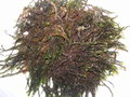 vignette Scapania undulata - Scapanie ondulée
