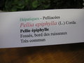 vignette Pellia epiphylla - Pellie épiphylle