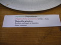 vignette Plagiochila spinulosa - Plagiochile spinuleux