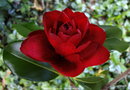 vignette Camlia ' CHERRIES JUBILEE ' camellia japonica