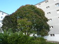 vignette Ligustrum lucidum - Troene en arbre