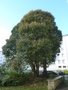 vignette Ligustrum lucidum - Troene en arbre
