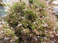 vignette Pelargonium abrotanifolium