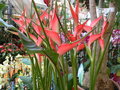 vignette Heliconia 'Olympic flame'