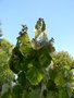 vignette Pterospermum acerifolium