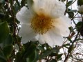 vignette Camellia sasanqua narumigata gros plan au 12 12 10