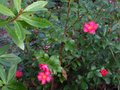 vignette Camellia hiemalis kanjiro au 12 12 10