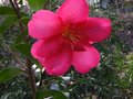 vignette Camellia hiemalis kanjiro gros plan1 au 12 12 10