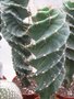 vignette Cereus forbesii cv Spiralis