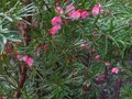 vignette Grevillea rosmarinifolia autre vue au 12 12 10