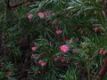 vignette Grevillea rosmarinifolia au 12 12 10