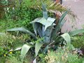 vignette Agave americana