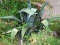 vignette Agave americana