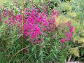 vignette Penstemon 'Garnet Pink'