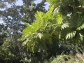 vignette Artocarpus (feuillage)