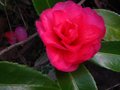 vignette Camellia hiemalis chansonnette au 20 12 10