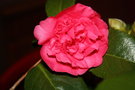 vignette camélia violet bouquet 1ère fleur au 21.12.10