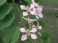 vignette Bauhinia, arbre  orchides