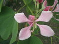 vignette Bauhinia (fleur)