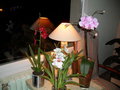 vignette Cambria + phalaenopsis + miltoniopsis