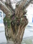 vignette Prunus subhirtella 'Autumnalis' - Cerisier