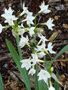 vignette Narcissus tazetta 'Paperwhite'