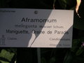 vignette Aframomum melegueta - Maniguette, Graine de Paradis
