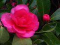 vignette Camellia hiemalis chansonnette au soir de noel au 24 12 10