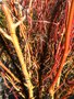 vignette Salix erytroflexuosa