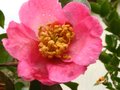 vignette Camellia sasanqua plantation pink gros plan a noel au 24 12 10