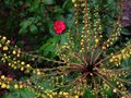 vignette Mahonia lomariifolia et Camellia hiemalis kanjiro au soir de noel 24 12 10