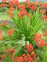 vignette Crocosmia masoniorum 'Lucifer'