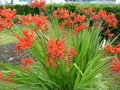 vignette Crocosmia masoniorum 'Lucifer'