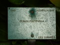 vignette Ilex perado ssp. platyphylla