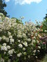 vignette Rhododendron 'Persil'