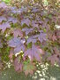 vignette Acer palmatum 'Bloodgood'