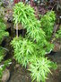 vignette Acer palmatum 'Shishigashira' = Acer palmatum 'Crispi'