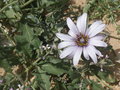 vignette Tragopodon collinus (fleur)