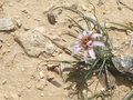 vignette Tragopodon collinus (plante)