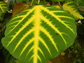 vignette Erythrina indica variegata ''orientalis ''