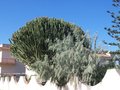 vignette Euphorbia & Eleagnus angustifolia (Sicile)