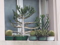vignette Cactus et euphorbes sur un rebord de fentre