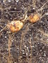 vignette Cyperus esculentus - Souchet comestible ou amande de terre, choufa, gland de terre, noix tigre, pois sucr