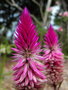 vignette Celosia spicata plumosa