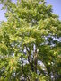 vignette Ailanthus altissima - Faux-vernis du Japon, Vernis du Japon,