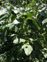 vignette Ehretia dicksonii - Cabrillet  grandes feuilles