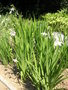 vignette Gladiolus callianthus ssp. murielae = Acidanthera bicolor